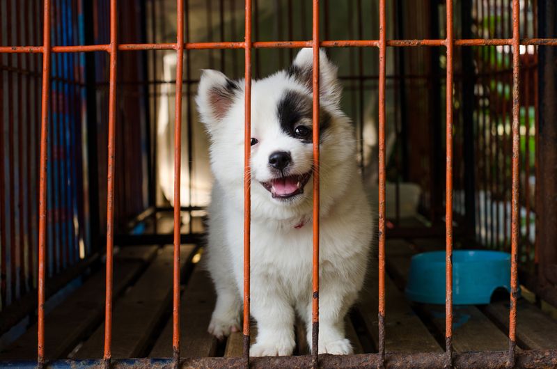 You Can’t Find Purebreds In Shelters