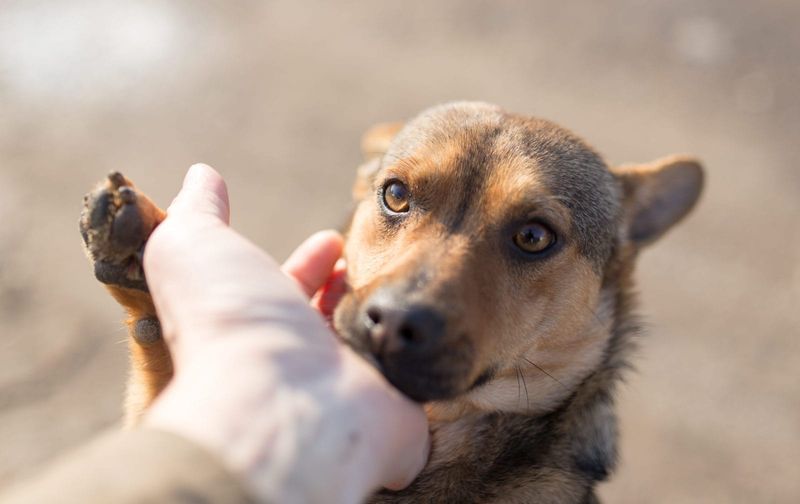 Shelter Dogs Are Damaged Goods