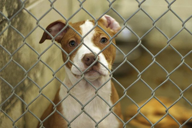 Shelter Dogs Are Hard to Train