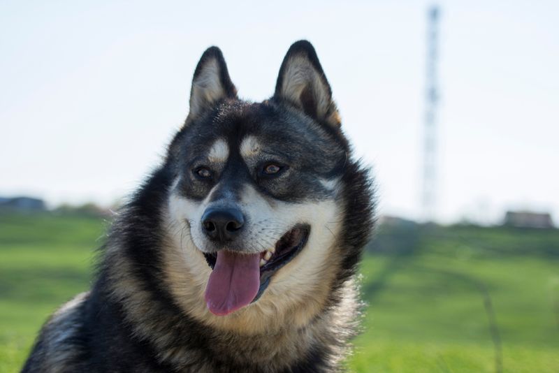 Shepsky