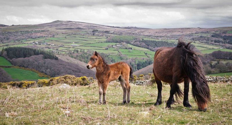 Dartmoor Pony: Ancient Moorland Survivor