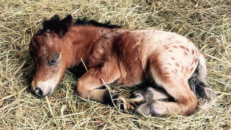 Miniature Horse