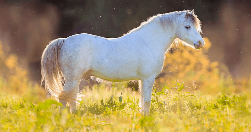 Welsh Pony