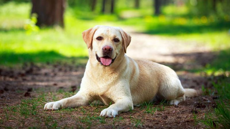 Labrador Retriever: The Balanced Brainiac