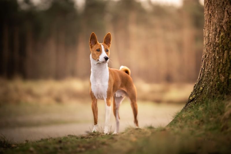 Basenji: The Barkless Wonder