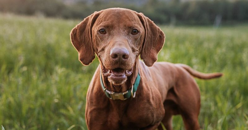 Vizsla: The Velvet Shadow
