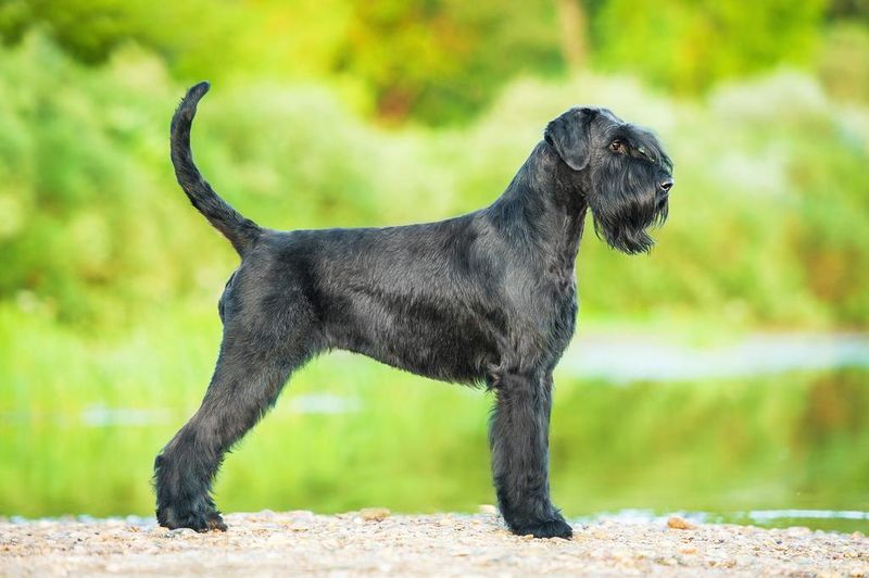 Giant Schnauzers: The Dignified Achievers