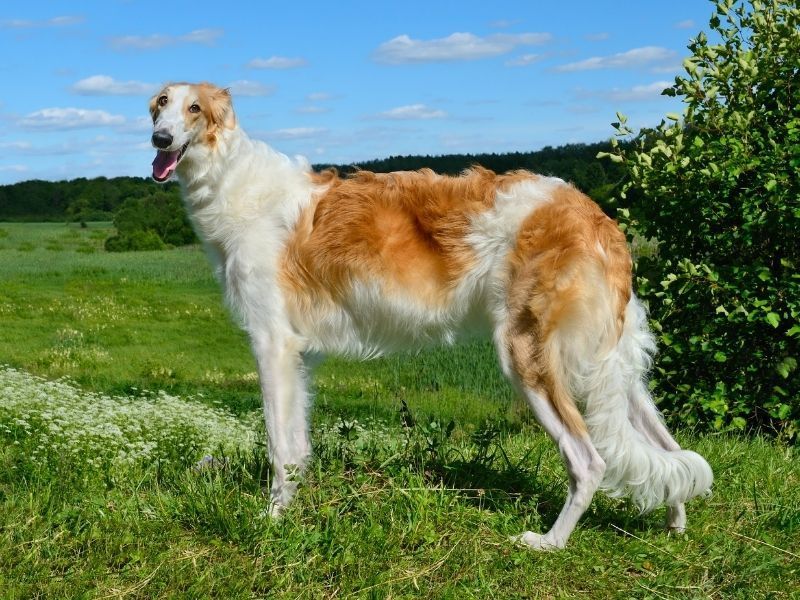 Borzoi – The Aristocratic Airhead