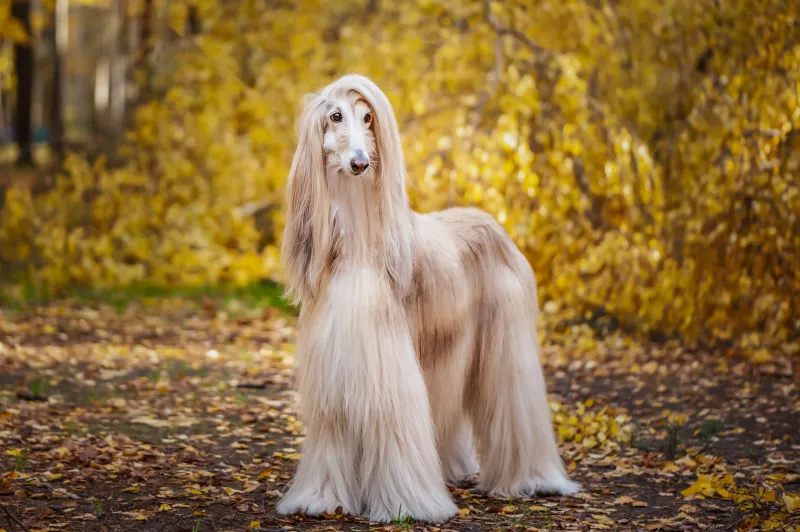 Afghan Hound