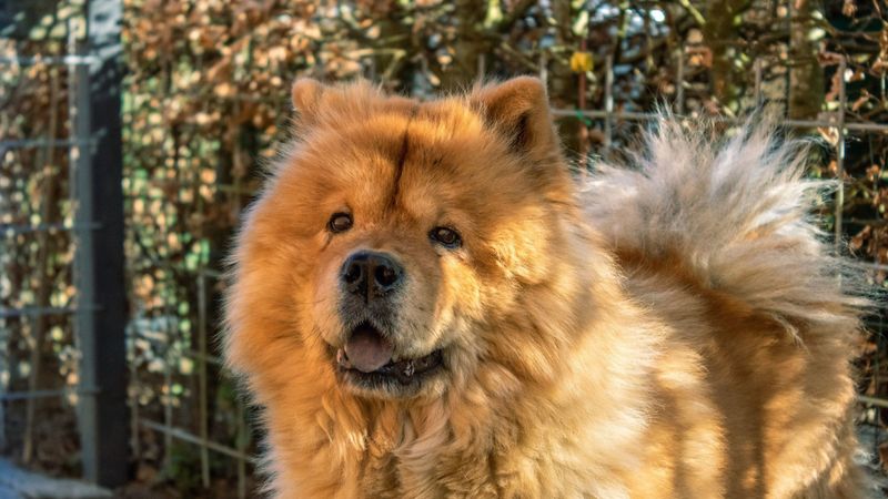 Chow Chow