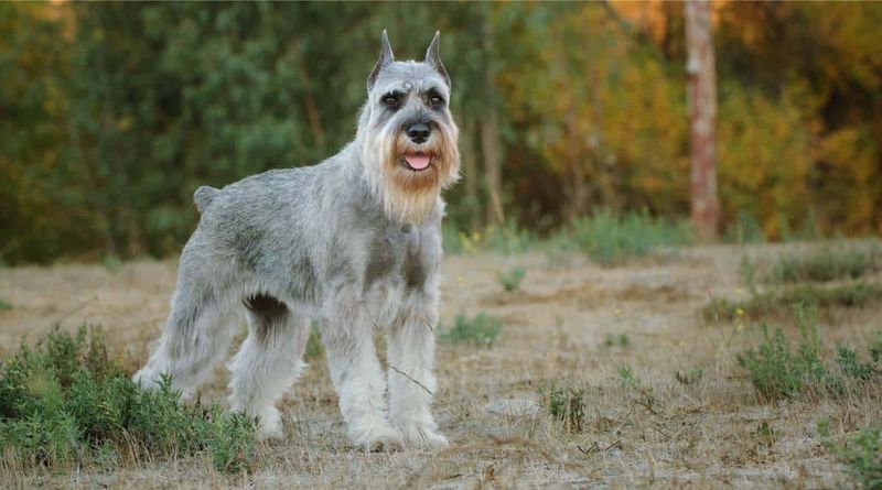 Standard Schnauzer