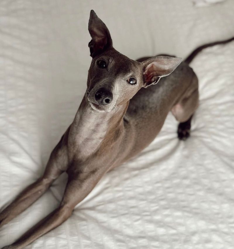 Greyhound