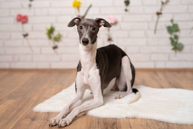 Whippet 