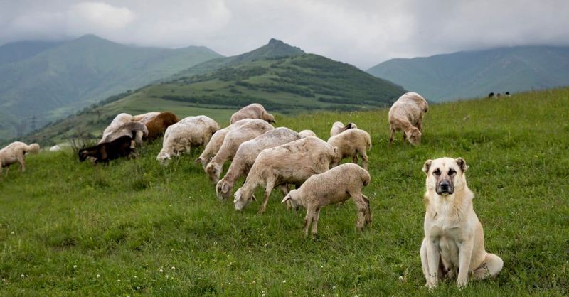 Anatolian Shepherd