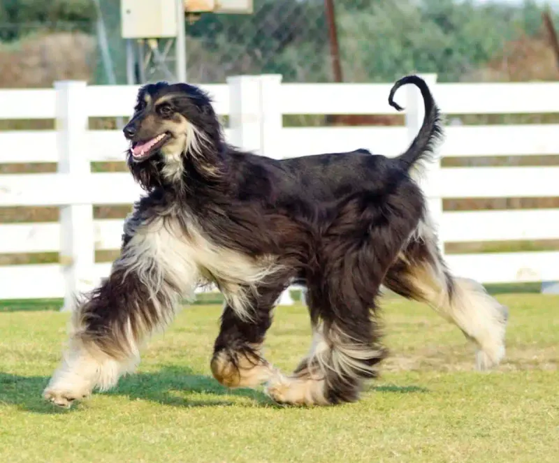 Afghan Hound