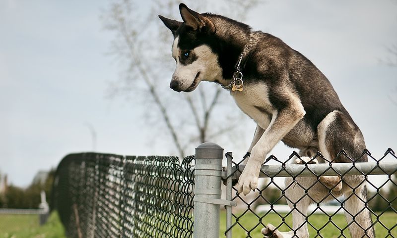 Siberian Husky