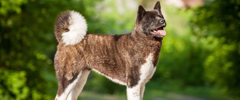 Akita