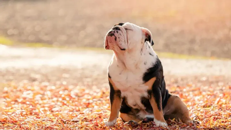 Bulldog