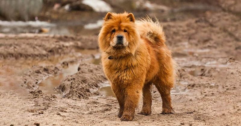 Chow Chow