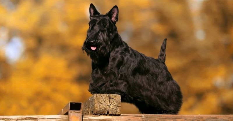 Scottish Terrier