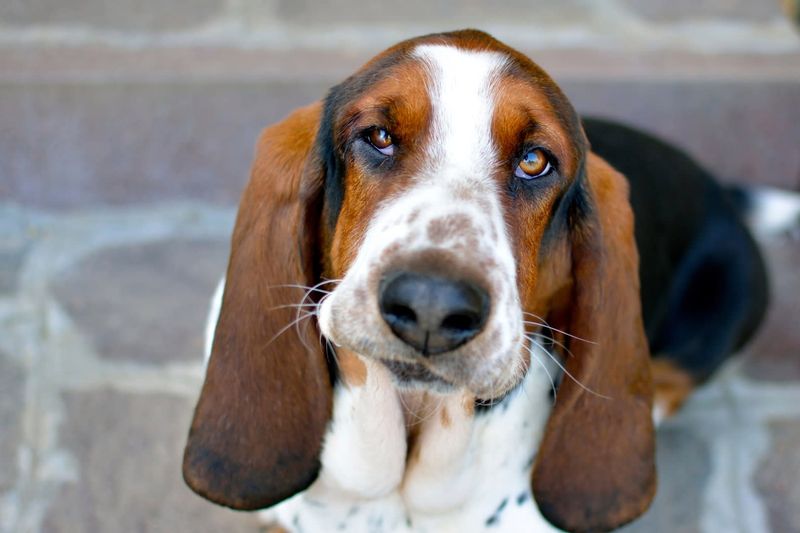 Basset Hound Hard Heads