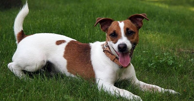 Jack Russell Terrier: The Busy Self-Starter
