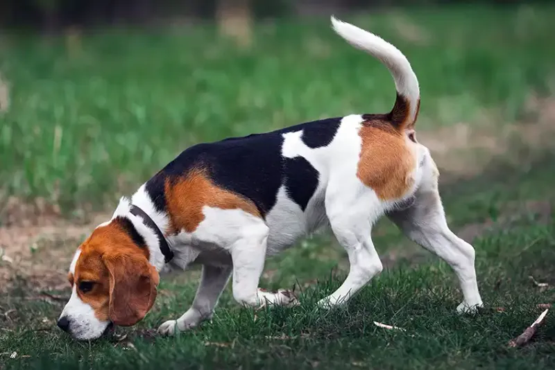Beagle: The Nose-Driven Detective