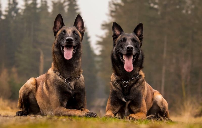 Belgian Malinois: The Tactical Genius