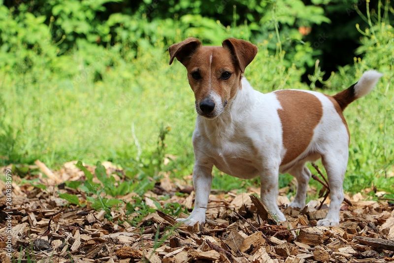 Jack Russell Terrier