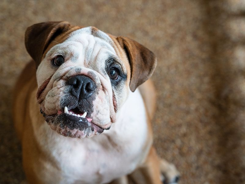 Bulldogs