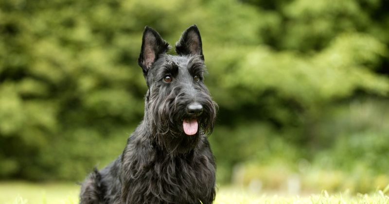 Scottish Terriers: Dignified But Defensive