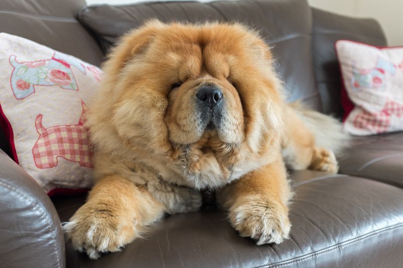 Chow Chows: Dignified Observers Of Social Events