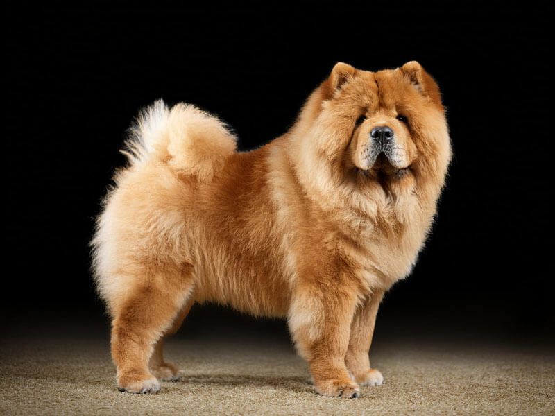 Chow Chows