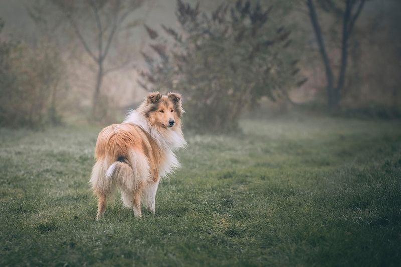 Collie