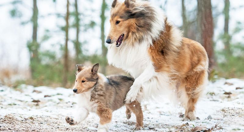 Collie