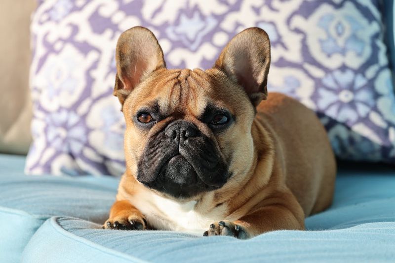 French Bulldog