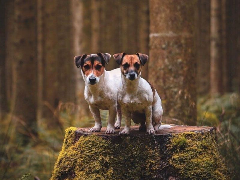 Jack Russell Terrier