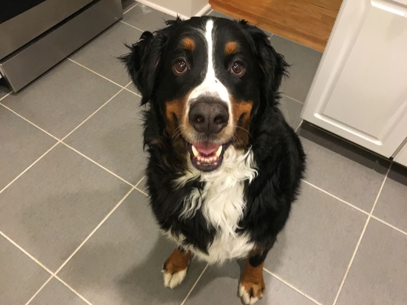 Bernese Mountain Dog