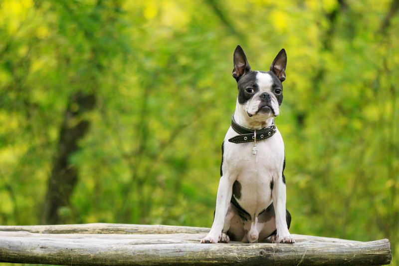 Boston Terrier