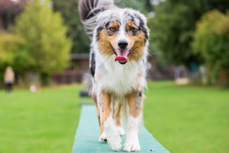 Australian Shepherd