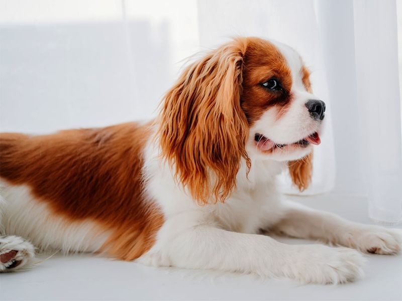 Cavalier King Charles Spaniel