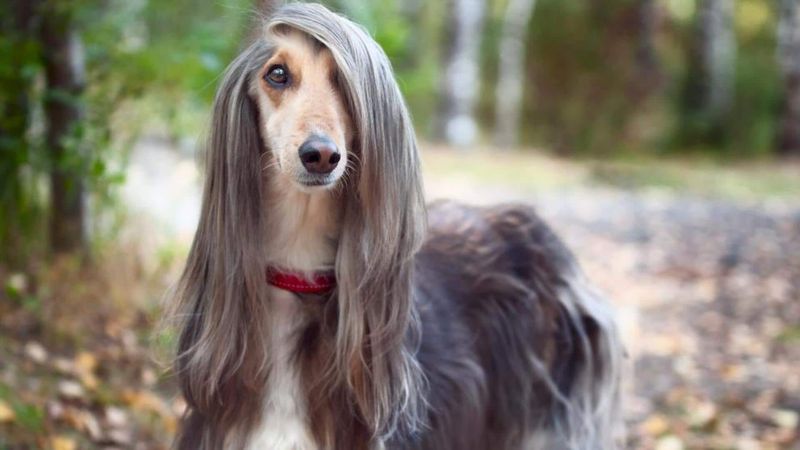 Afghan Hound