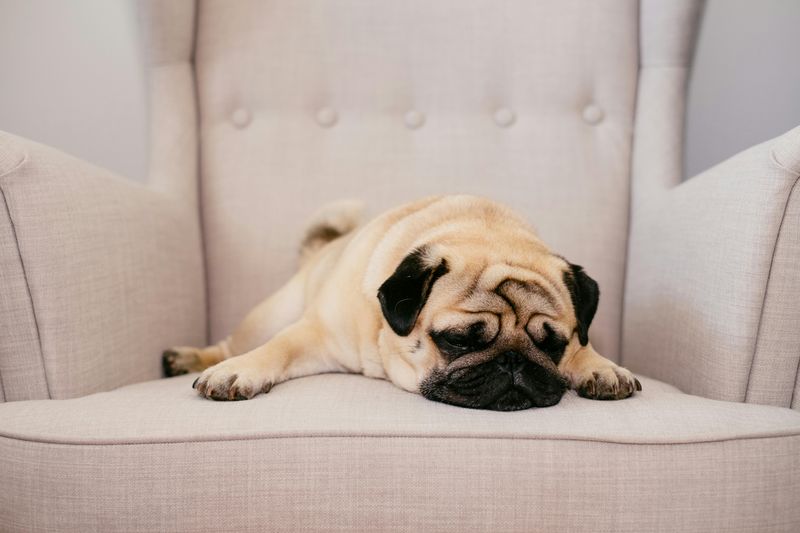 Pug