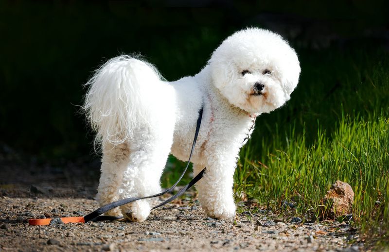 Bichon Frise