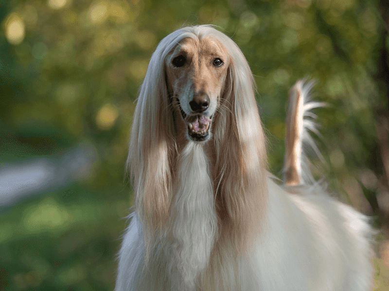 Afghan Hound: The Elegant Avoider