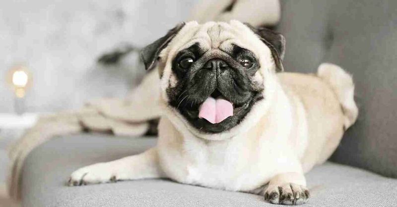 Pug Perfection