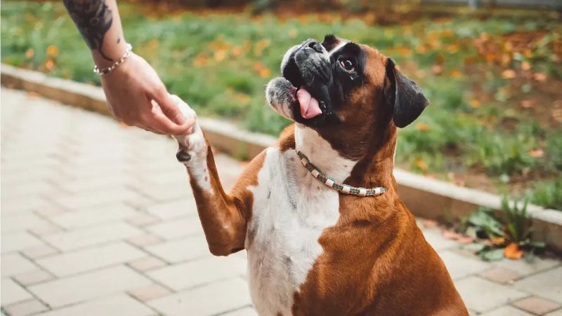 Boxer: The Clownish Devotee