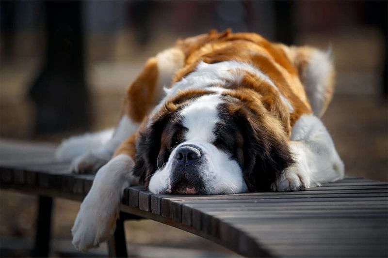Saint Bernard - Rescue-Ready Composure