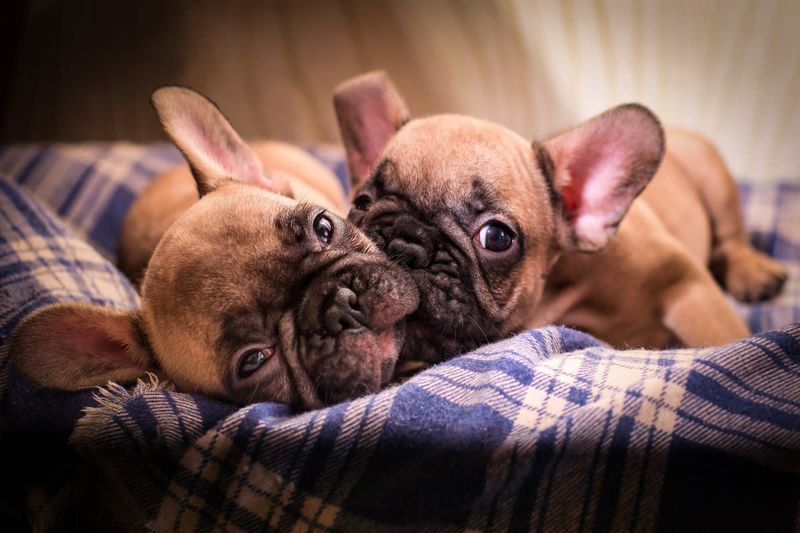 French Bulldog: Compact Cuddle Machines