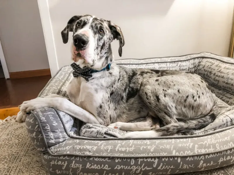 Great Dane: Surprising Snoozers